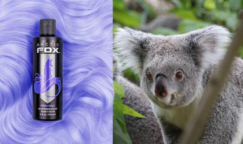 VegNews Post About Arctic Fox Koala and Vegan Hair Brand Arctic Fox